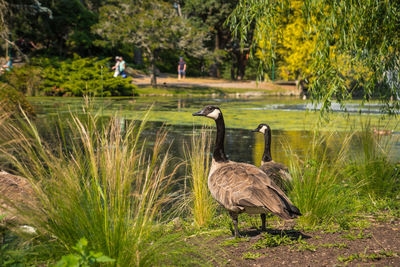 Bird in a lake