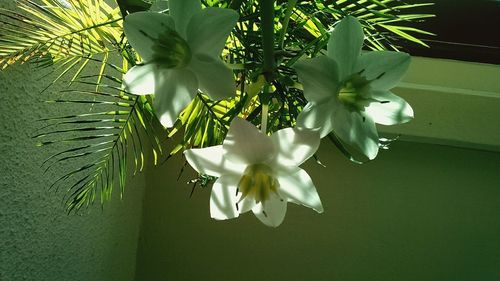 Close-up of white flowers