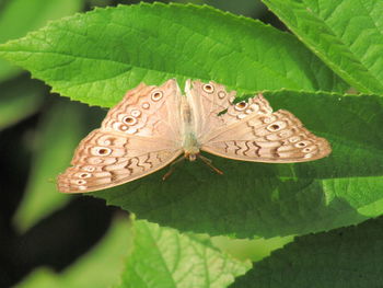 Close-up of butterfly on leaves