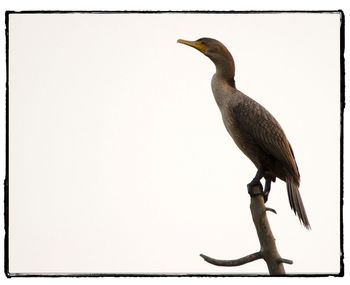 Close-up of bird perching on wood against clear sky