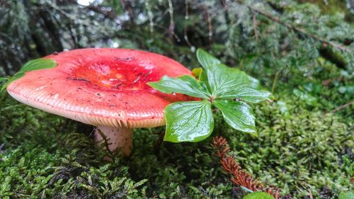 Close-up of red mushroom growing on land