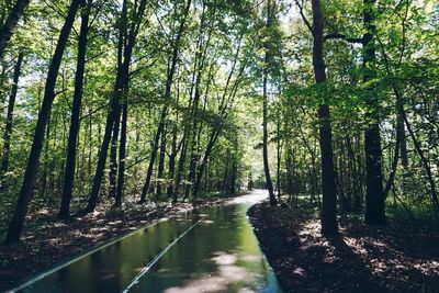 Walkway amidst trees in forest