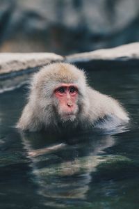 Portrait of a monkey