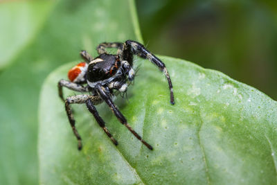 Close-up of spider