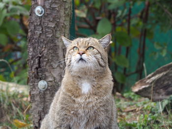 Portrait of a cat on tree trunk