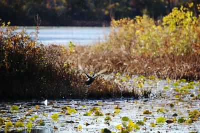 View of birds in lake