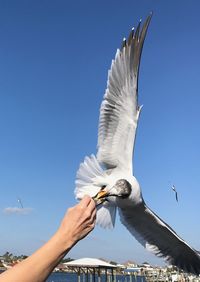 Low angle view of hand feeding seagull flying against clear sky