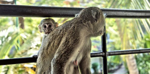 Monkeys sitting on railing in zoo