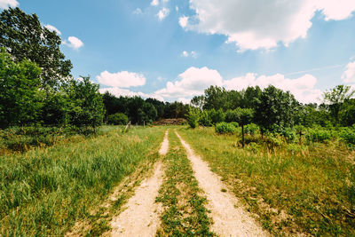 Dirt road passing through forest