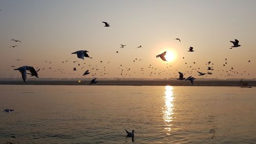 Silhouette birds flying over sea against sky during sunset