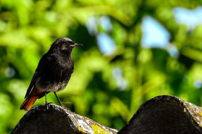 Close-up of bird perching on wood