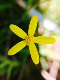 Close-up of yellow flower