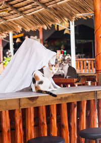 View of cat sitting on chair