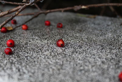 Close-up of berries on snow