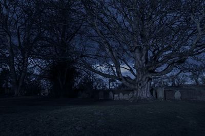 Bare trees on landscape