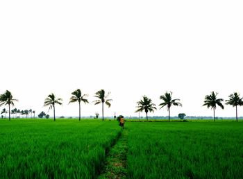 Scenic view of rice paddy against clear sky