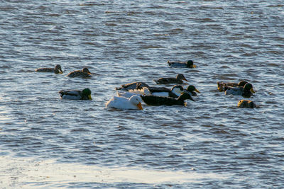 Ducks swimming in lake