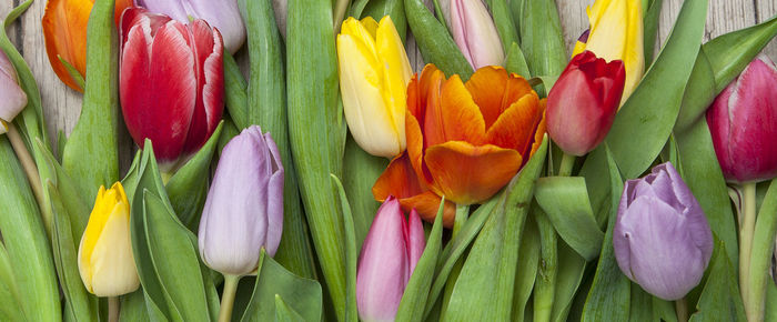 Close-up of multi colored tulips for sale in market