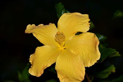 Close-up of yellow flowers