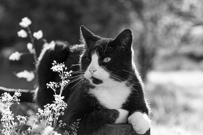 Close-up of a cat looking away