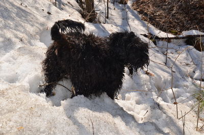 View of dog on snow covered land