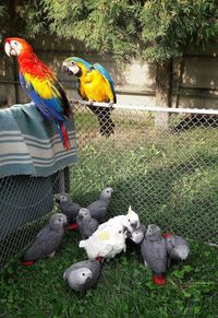 Birds perching on grass