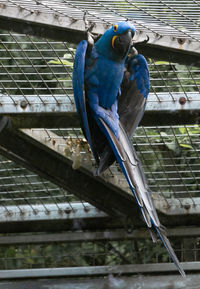Low angle view of a bird perching in cage