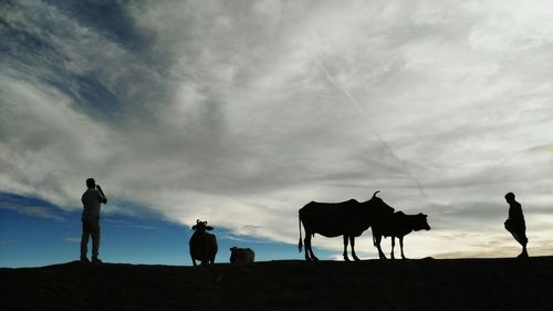 Low angle view of silhouette men and cows in field against cloudy sky during sunset