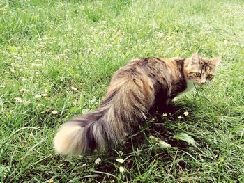 Dog relaxing on grassy field