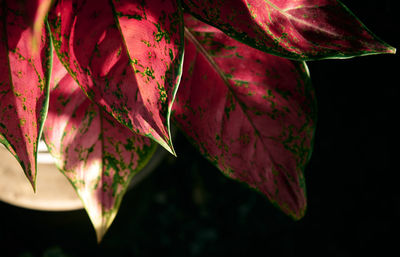 Close-up of maple leaves on plant