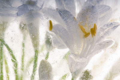 Full frame shot of white flowering plant