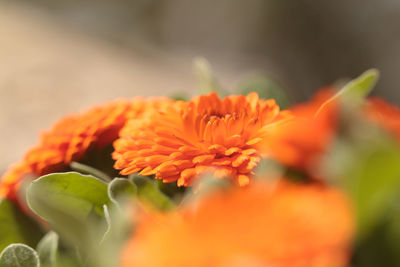 Close-up of orange flowers blooming outdoors