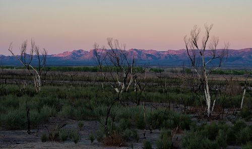 Scenic view of field against sky during sunset