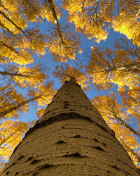 Low angle view of trees against sky during autumn