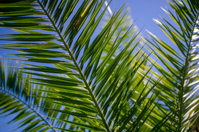 Low angle view of palm tree leaves
