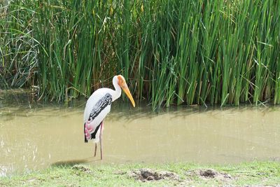 View of bird at lakeshore