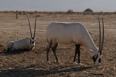 Oryx standing on field against sky