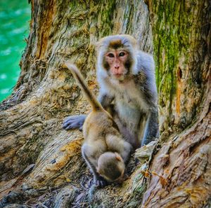 Monkey sitting on tree trunk