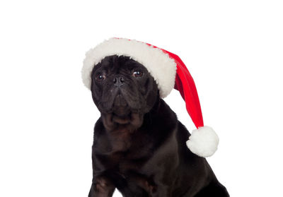 Portrait of a dog against white background