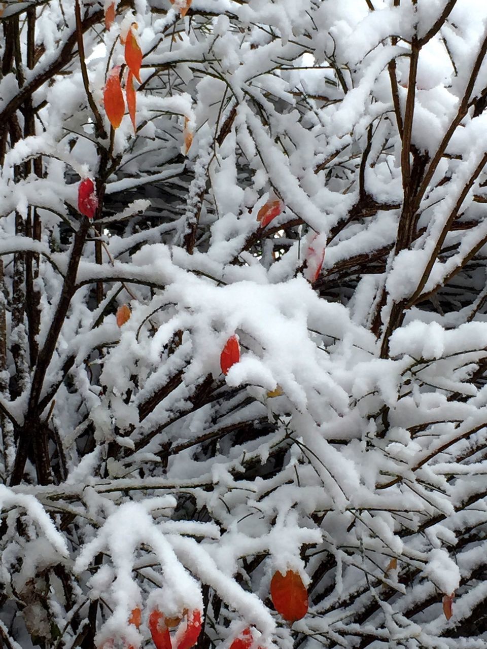 snow, winter, cold temperature, season, weather, covering, frozen, bare tree, covered, white color, nature, tree, branch, tranquility, beauty in nature, field, ice, snow covered, day, high angle view