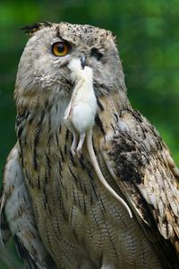 Close-up of owl with mouse