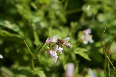 Close-up of insect on purple flower