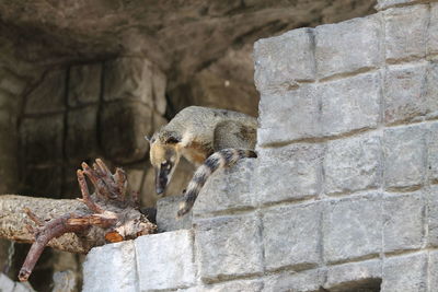 Lizard on stone wall