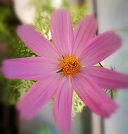 Close-up of pink cosmos flower blooming outdoors