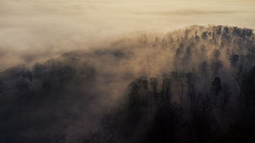 Scenic view of forest against sky