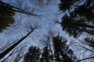 Low angle view of silhouette trees in forest against sky