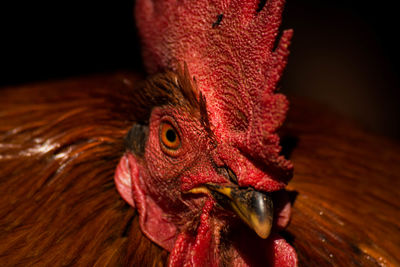 Close-up of rooster