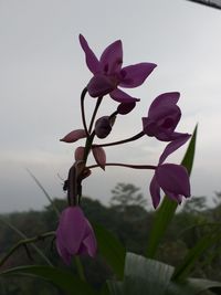 Close-up of pink flowering plant against sky