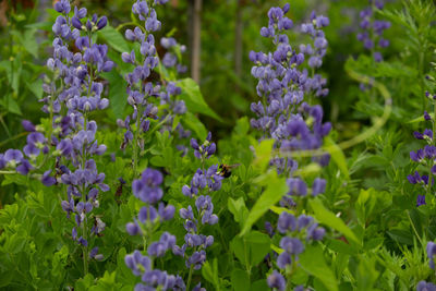 Close-up of purple flowering plants