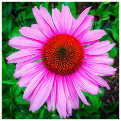 Close-up of pink flower